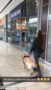 Guide Dog Thai Is Extremely Devoted To His Blind Mistress Danielle But Hey A Dog Needs To Have A Little Meds For Dogs Dog Teeth Cleaning Dog Training Near Me
