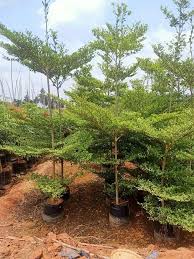 Image result for Terminalia mantaly