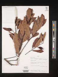 Image result for Chrysophyllum gorungosanum