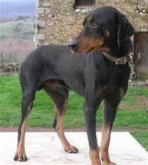 Black And Tan Green Bay Wi A Junkee Shoppe Junk Market Stop Dog Breeds Hound Dog Breeds Rare Dog Breeds