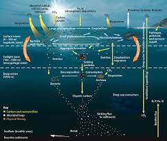 Ocean Food Web Carbon Cycle Food Web Ocean Science