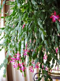 Christmas cacti bloom just in time for the holidays (hence their name), and they're pretty stunning too. 19 Christmas Cactus Ideas Christmas Cactus Cactus Plants