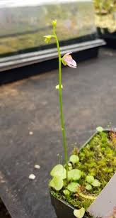 Image result for Utricularia formula