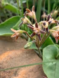 Image result for Neoschumannia