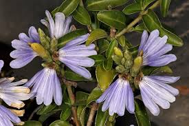 Image result for Sclerochiton