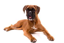 This dog breed has a playful personality & is an ideal family pet. Boxer Breed Guide Petbarn