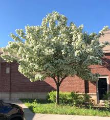 Image result for Chionanthus