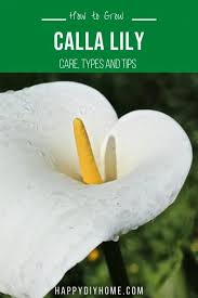 And they are crowding everything out! How To Grow Calla Lily Happy Diy Home
