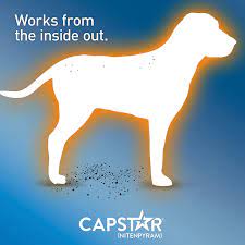 Shop walmartpetrx.com for capstar flea tablets for dogs and cats and all of your other pet medications. Capstar Fast Acting Oral Flea Treatment For Small Dogs 6 Doses Walmart Com Walmart Com