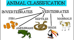 These animal trivia questions are perfect for adults or children. What Kind Of Animal Is A Flying Fox Trivia Questions Quizzclub