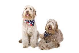 Kitchen equipment australian labradoodle vs labradoodle. Australian Labradoodle Labradoodle Cocker Spaniel Mix Doggie Designer