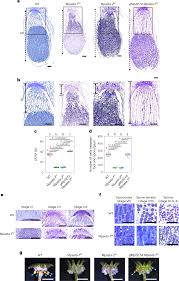 Image result for Stomatanthes sp.no.1