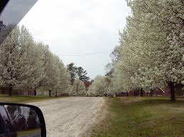 Maybe you would like to learn more about one of these? Tree S W White Blossoms Required Summers Grass North Carolina Nc Page 3 City Data Forum