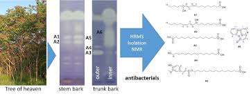 Image result for Discopodium penninervium
