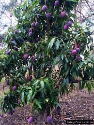 They can be grown about 2.5m apart making them a great space saver for those short on room. Dwarf Tree Sweet Mild Flavour Regular Moderate Yield Attractive Colour Average Wt 380gms Low Resistance To Anth Mango Tree Dwarf Fruit Trees Fruit Trees