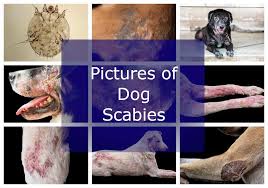 Image result for scabies dogs detail