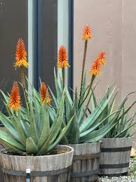 Image result for Aloe arborescens