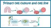 Introduction the culture of animal cells and tissues is a generally and widely used technique that involves isolation of cells, tissues and organs from animals and growing them in an. Passaging Cells Cell Culture Basics Youtube