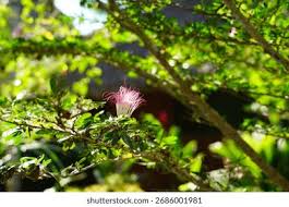 Image result for Fabaceae subfamily Mimosoideae