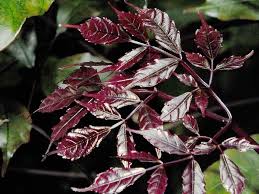 Image result for Leea guineensis