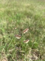 Image result for Clutia hirsuta