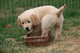 Learning more about the golden retriever's lineage Golden Retriever Welpen Kosten Wichtige Fragen