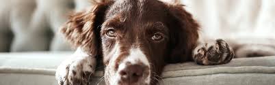 All of our pet waste stations and pet waste bags can be used in homes and commercial. How To Dispose Of Pet Waste Region Of Waterloo