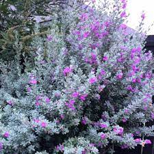 Various purple flowering trees perform well in texas home gardens. Blooming Texas Sage A Sign Of Rain