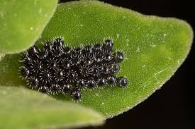 Image result for Aizoon schellenbergii