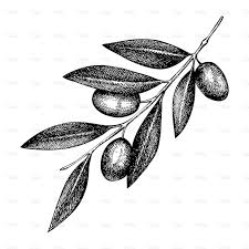 Stock Photography Search Royalty Free Images Photos Olive Tree Tattoos Tree Tattoo Arm Olive Tattoo