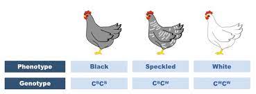 In codominance, however, neither allele is recessive and the phenotypes of both alleles are expressed. Modes Of Inheritance Bioninja