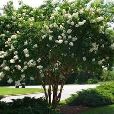 People also asked, should crepe myrtle bushes be pruned? Natchez Crape Myrtle Plantingtree