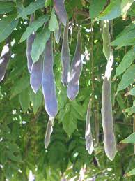 Wistera Seedpods Seed Pods Garden Pods Wisteria