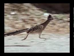 You could uncover details about the owners and 815 past and present residents. Roadrunner 26 Mph Youtube