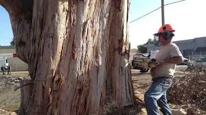 Diseases eucalyptus are resistant to armillaria root rot and to verticillium wilt. Eucalyptus Problems Reason For Serious Concern Youtube