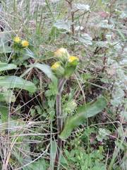 Image result for Eschenbachia