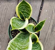 Image result for Sansevieria trifasciata