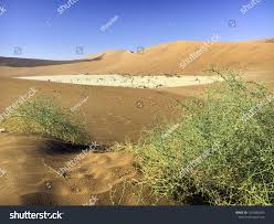 Image result for Acanthosicyos