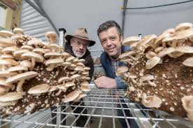 See more ideas about pony, mario characters, art. Snowdonia Mushroom Maker Rebrands And Launches Online In Hope Of Going Global North Wales Chronicle