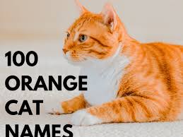 Just think around you, you will get name by your own way. Top 100 Orange Cat Names Pethelpful By Fellow Animal Lovers And Experts