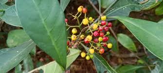 Image result for Psychotria articulata