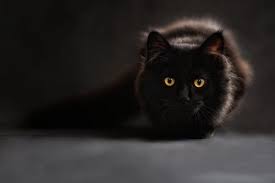 2 day free shipping on 1000s of products! 80 000 Best Black Cat Photos 100 Free Download Pexels Stock Photos