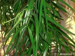 Image result for Afrocarpus