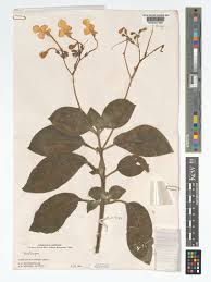 Image result for Streptocarpus glandulosissimus