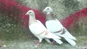 Posta Guvercini Racing Pigeons Pigeon Doves
