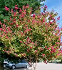 Are you sure the hairs are turning brown and not an orange or amber? Crape Myrtle Sierra Vista Growers