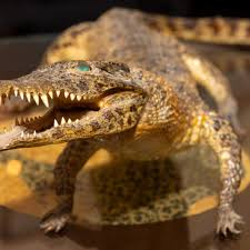 Uncensored Angela Alvarez OnlyFans today