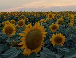 Download now umum bunga matahari gambar animasi gambar png. Kembang Sunflower 2 Wattpad