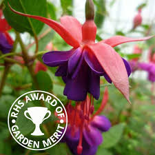 Check spelling or type a new query. Fuchsia Army Nurse Mail Order Plants From Other Fellow Fuchsias