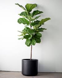 Maybe you would like to learn more about one of these? Ficus Lyrata Standard Shop In 2021 Fiddle Leaf Fig Fiddle Leaf Fig Tree Fig Leaf Tree